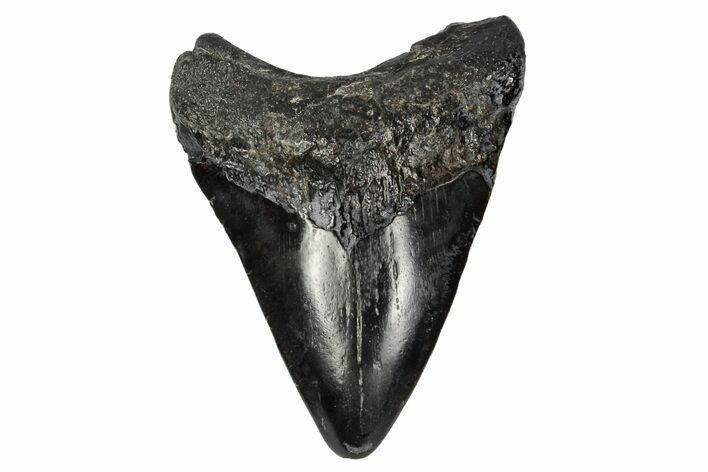 Juvenile Megalodon Tooth - South Carolina #168183
